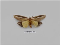 藏品(夜蛾444)的圖片